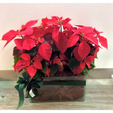 Poinsettias em Floreira retangular de vidro 