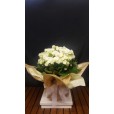 Vaso com flor de begônia
