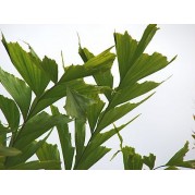 CARYOTA (MAÇO COM 4) 