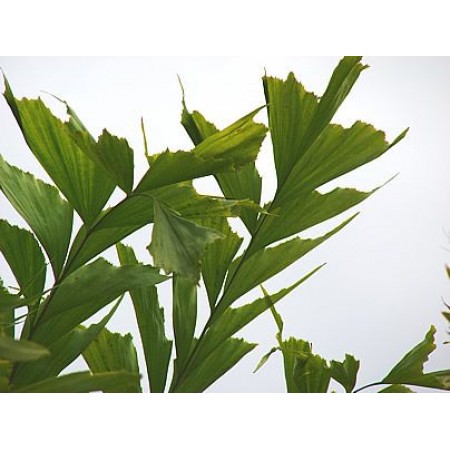 CARYOTA (MAÇO COM 4) 
