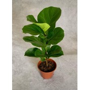 Ficus pequeno