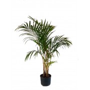 Palmeira Areca