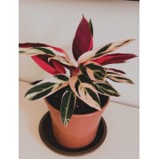 Maranta Tricolor   