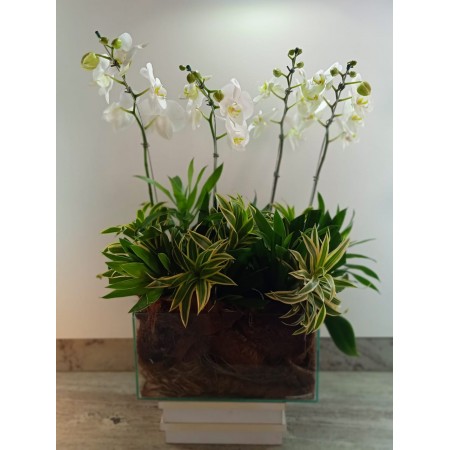 Orquidea em jardineira de vidro 