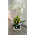 Orquídea Branca com arranjos de rosas em Embalagem Presente