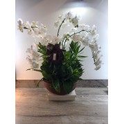 Orquidea premium 