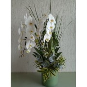 Orquídea  Phalaenopsis em peça de luxo.