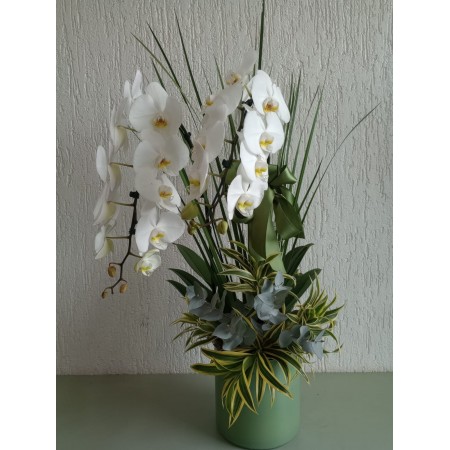 Orquídea  Phalaenopsis em peça de luxo.