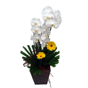 Orquídea Phalaenopsis branca 
