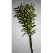 Pleomelia  Variegata MÇ / 4 HASTES 