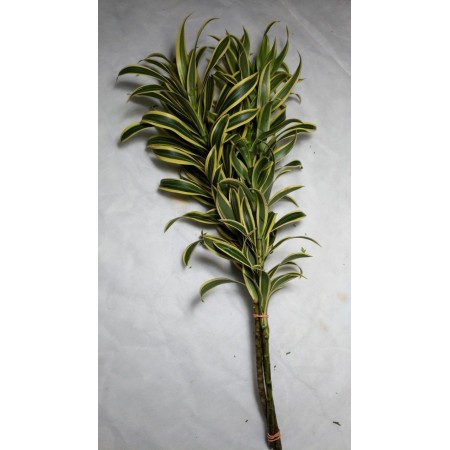 Pleomelia  Variegata MÇ / 4 HASTES 