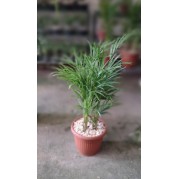 Palmeira Areca plantada em vaso 