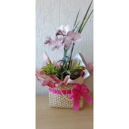 Linda  Orquídea Phalaenopsis,  acompanhada  de  bombons importados.