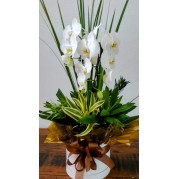 Orquídea Phalaenopsis em embalagem para presente.