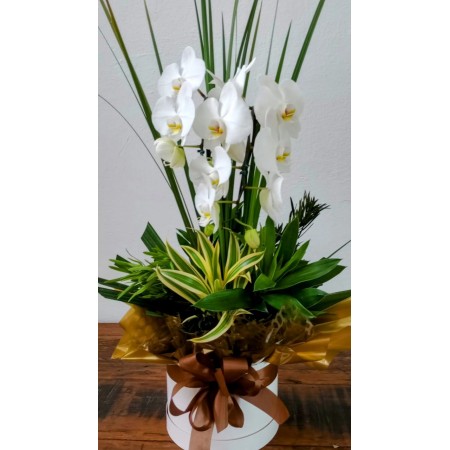 Orquídea Phalaenopsis em embalagem para presente.