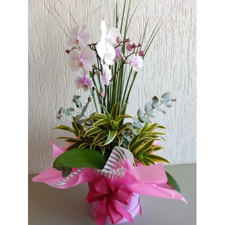 Linda  Orquídea Phalaenopsis
